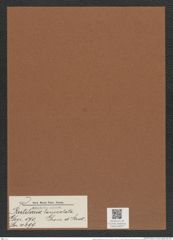 Rutilaria lanceolata Grove et Sturt. (de-Toni-Nr.: Genus 170, Species 4299) Zeichnungen Sammlung Grunow Mappe 04277 (Herbarium_W_Grunow_drawings_Folder_04277)